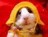 guinea pig.jpg