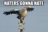 haters_gonna_hate_eagle-14265.jpg