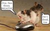 Funny_mouse_picture.jpg