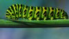 Caterpillar.jpg