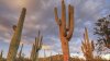 Cactus90.jpg
