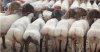 sheep-ISIS.jpg