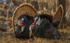 WILD TURKEYS-2019-11-28.jpg