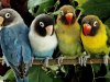 four-parrots-.jpg