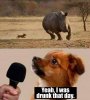 dog and rhino.jpg