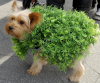 chia-dog.PNG