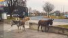(w7)-wien-perchtholdsdorf-2021-11-zirkus-esel-fitness-walk.jpg