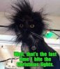 cat.jpg