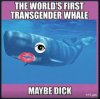 moby.JPG