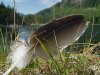 half size eagle feather.jpg