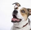 care-dog-diarrhea-800x800.jpg