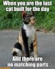 LastCat.jpg
