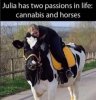 horse.jpg