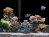 Marine Aquarium screensaver.png
