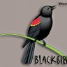 Blackbird52