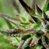 mdl420