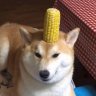 Cornshiba