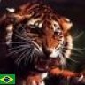 Tiger v2025