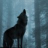 DarkWolf.it