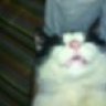 roarkes