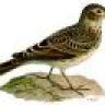 skylark