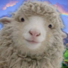 godeepsheep