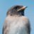 cliffswallow